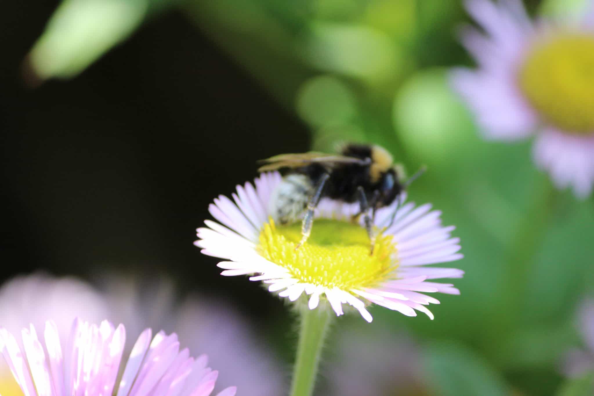 wedding florist peterborough bee on a flower